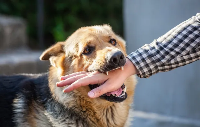 Florida Dog Bite Lawyer