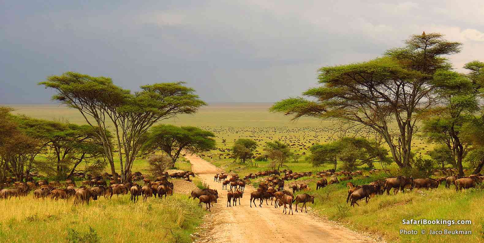 East African Luxury Safari Holidays