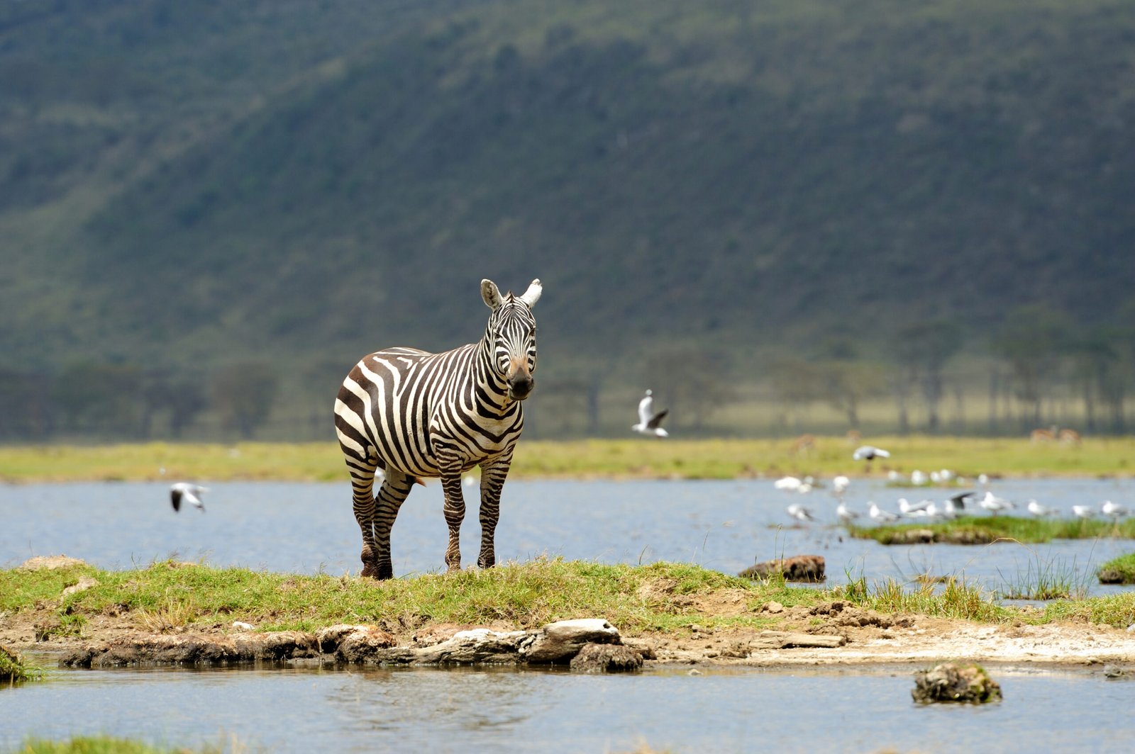 Unforgettable Tanzania Safaris